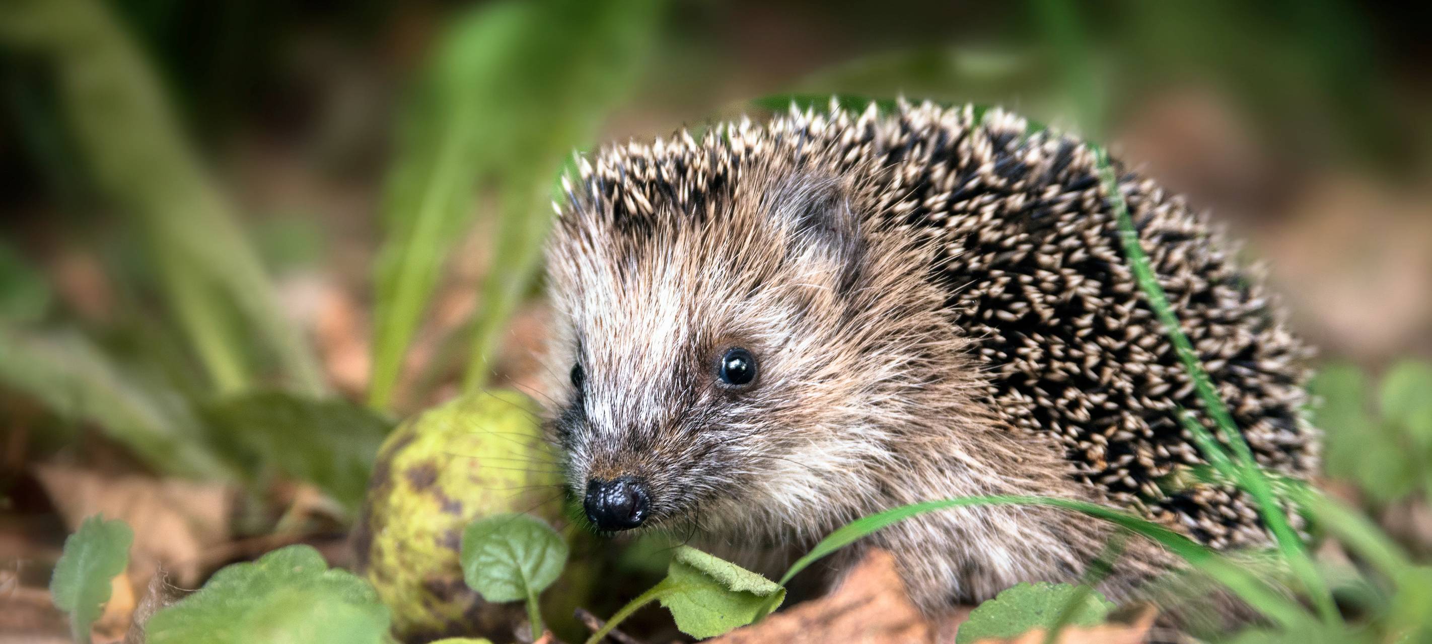 Ein Igel in der Natur. Er blickt in die Kamera.