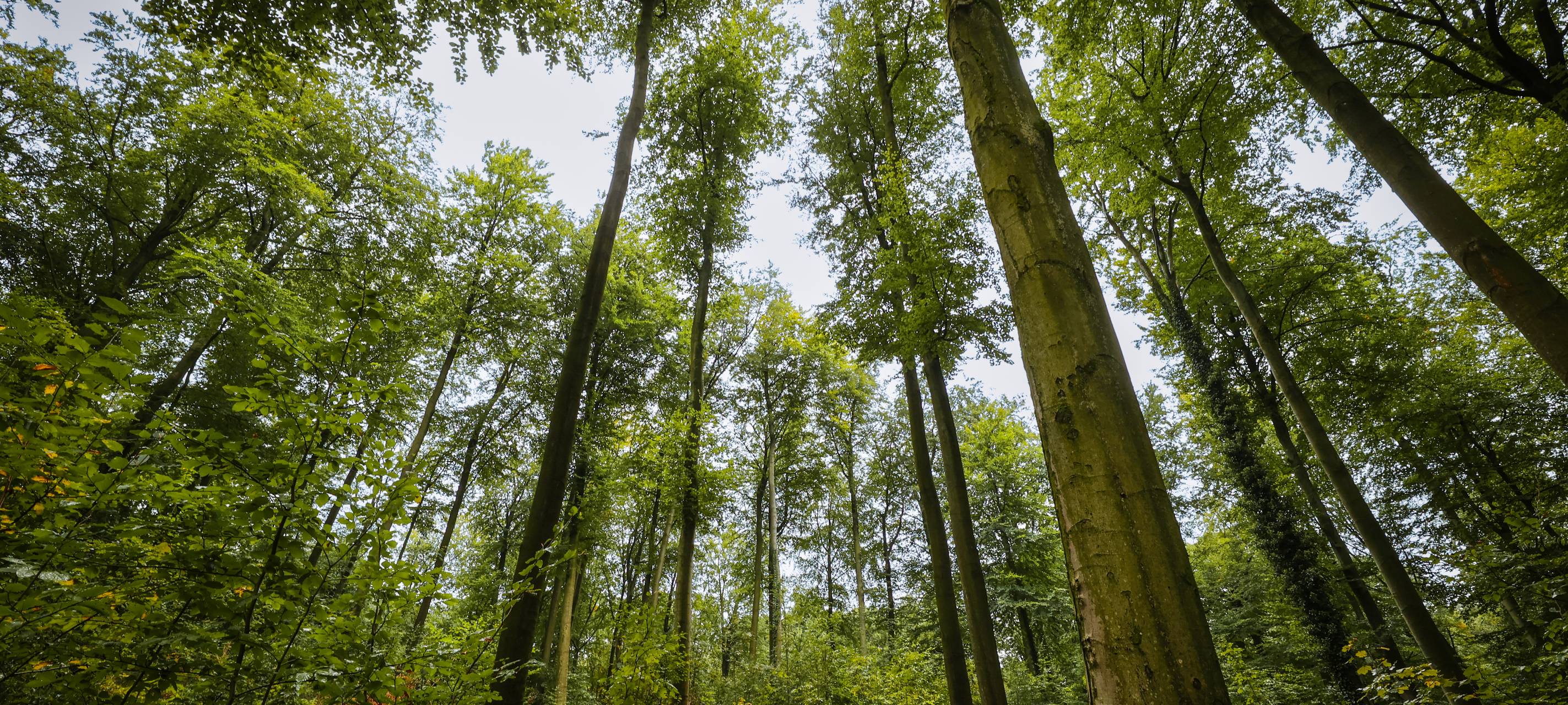Der Düsseldorfer Stadtwald. Viele, grüne Bäume strecken sich in den Himmel