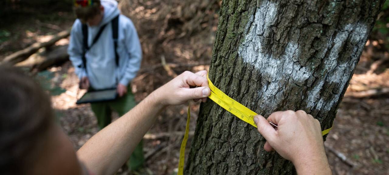 Ein Förster misst während eines Fototermins zur Waldzustandserhebung, bei dem der Gesundheitszustand von Berliner Waldbäume stichprobenartig aufgenommen wird, den Umfang eines Baums, der als Messpunkt markiert ist. Im Hintergrund trägt ein Kollege die Daten auf einem Tablet ein. Die Ergebnisse werden im Berliner Waldzustandsbericht zusammengefasst. Er wird voraussichtlich im November veröffentlicht.