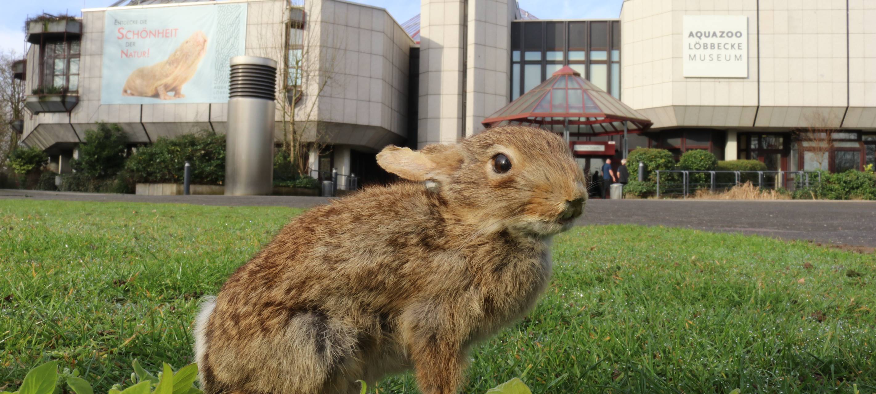 Ein Osterhase sitzt auf dem grünen Rasen vor dem Aquazoo in Düsseldorf.
