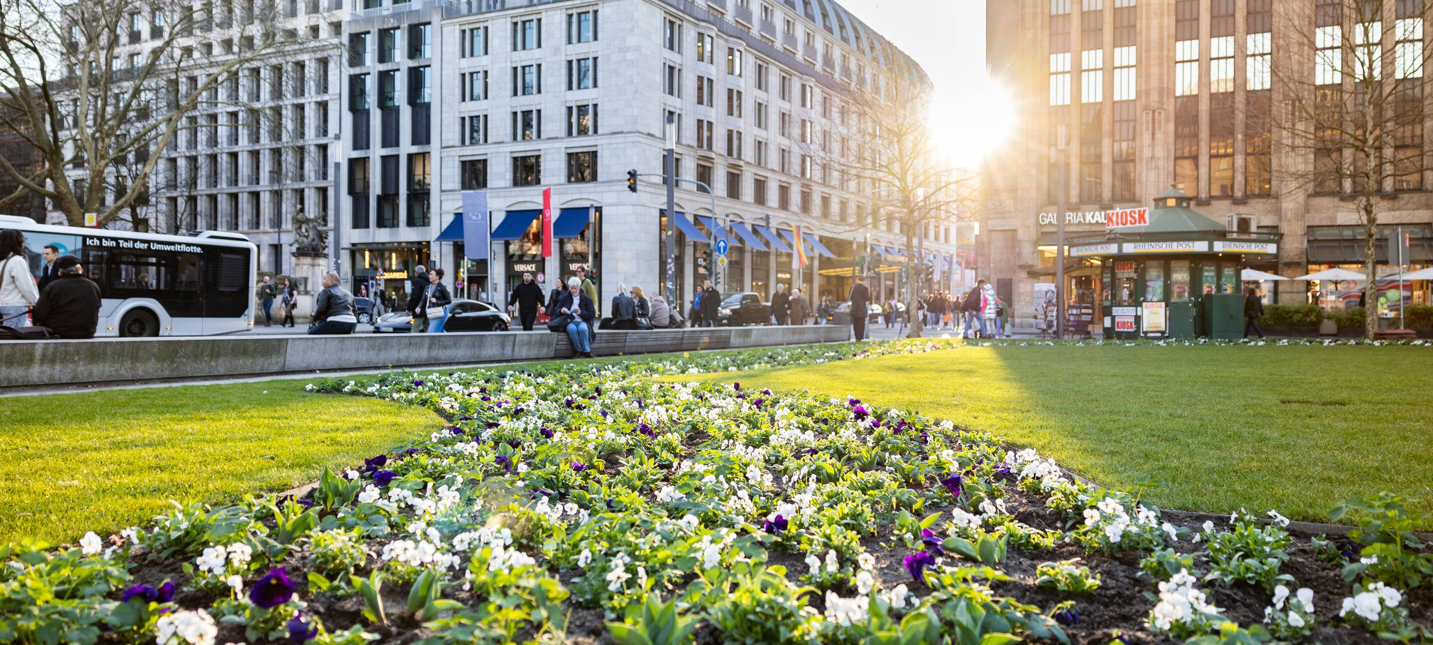 Neue Bepflanzung auf dem Corneliusplatz an der Kö mit frischen Blumen. Im Hintergrund sehen wir den Kaufhof, den Breidenbacher Hof und einen Bus, der die Kö quert.