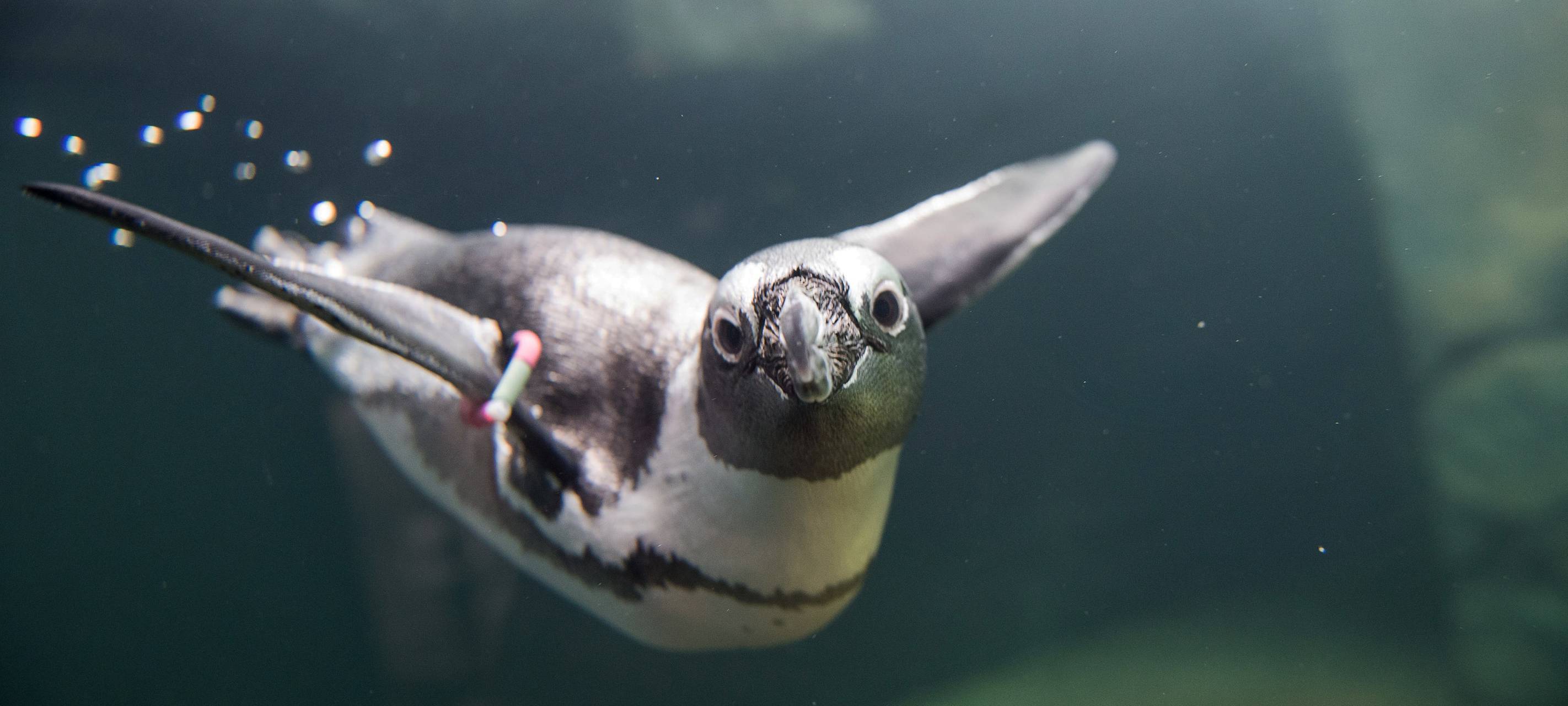 Im Aquazoo lebt eine Gruppe aus zwölf Brillenpinguinen.