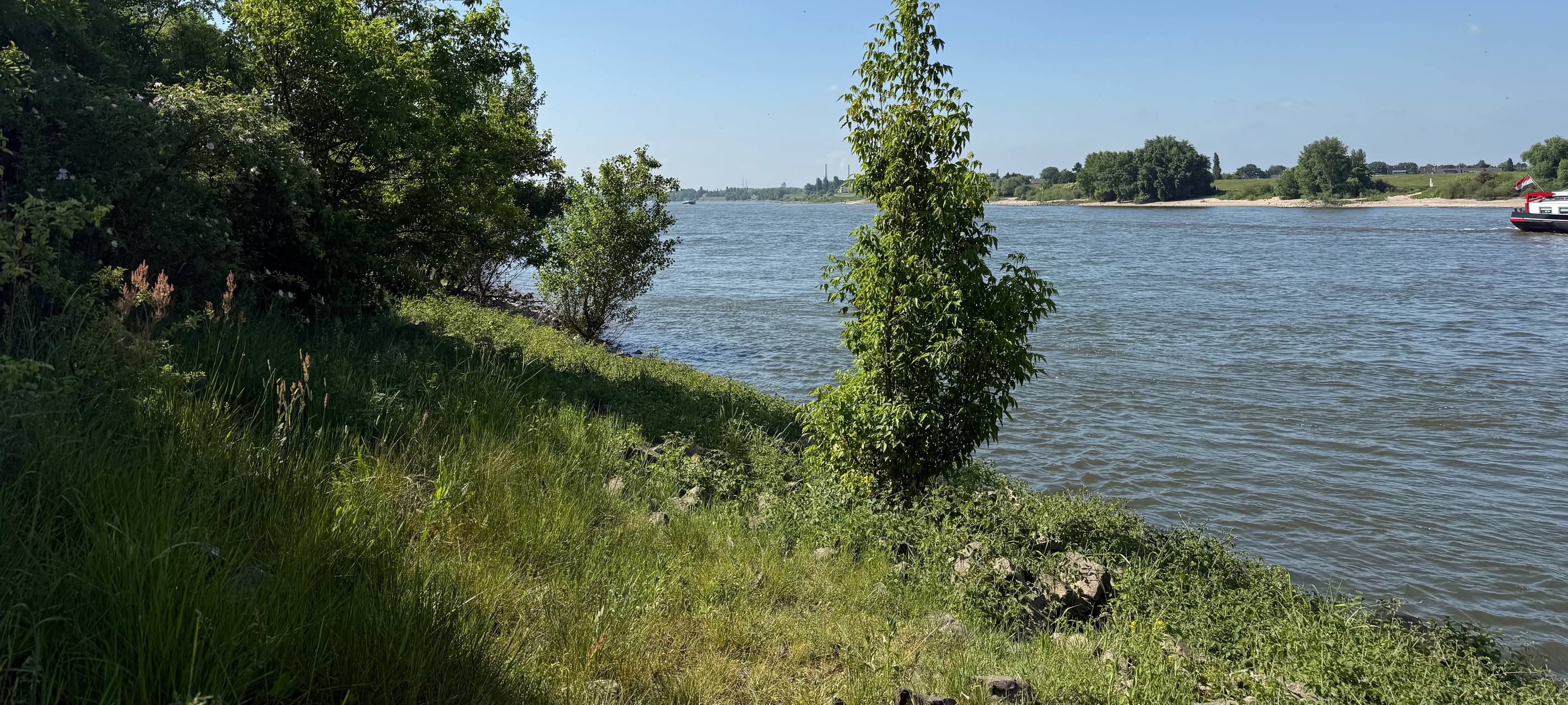 Frühsommer am Rhein in Himmelgeist