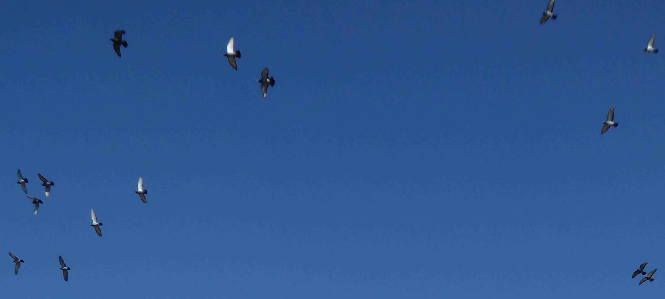 Der Fürstenplatz. Im Vordergrund Rasen, im Hintergrund schöne alte Häuser, dazwischen ein Brunnen.
