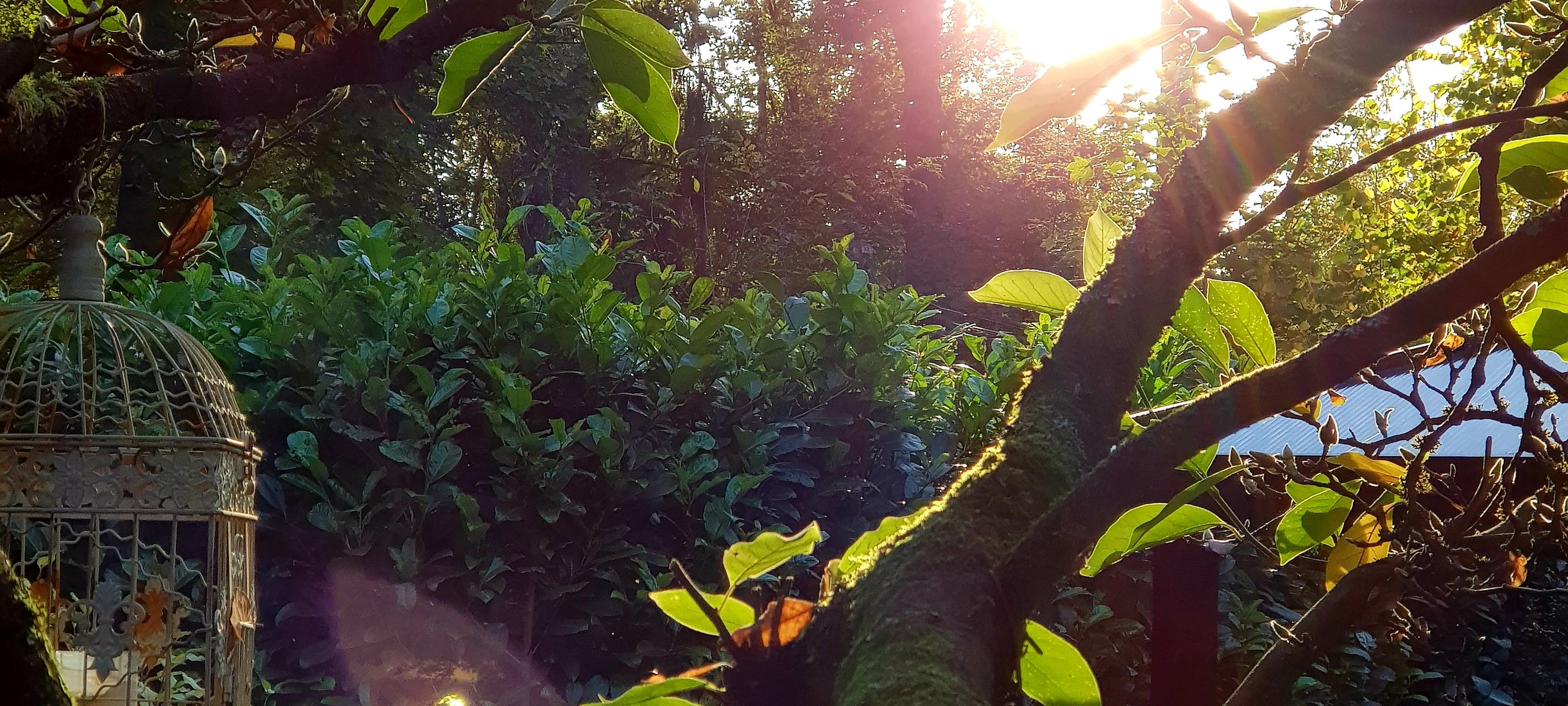 Düsseldorf: Klimawandel bedroht Bäume