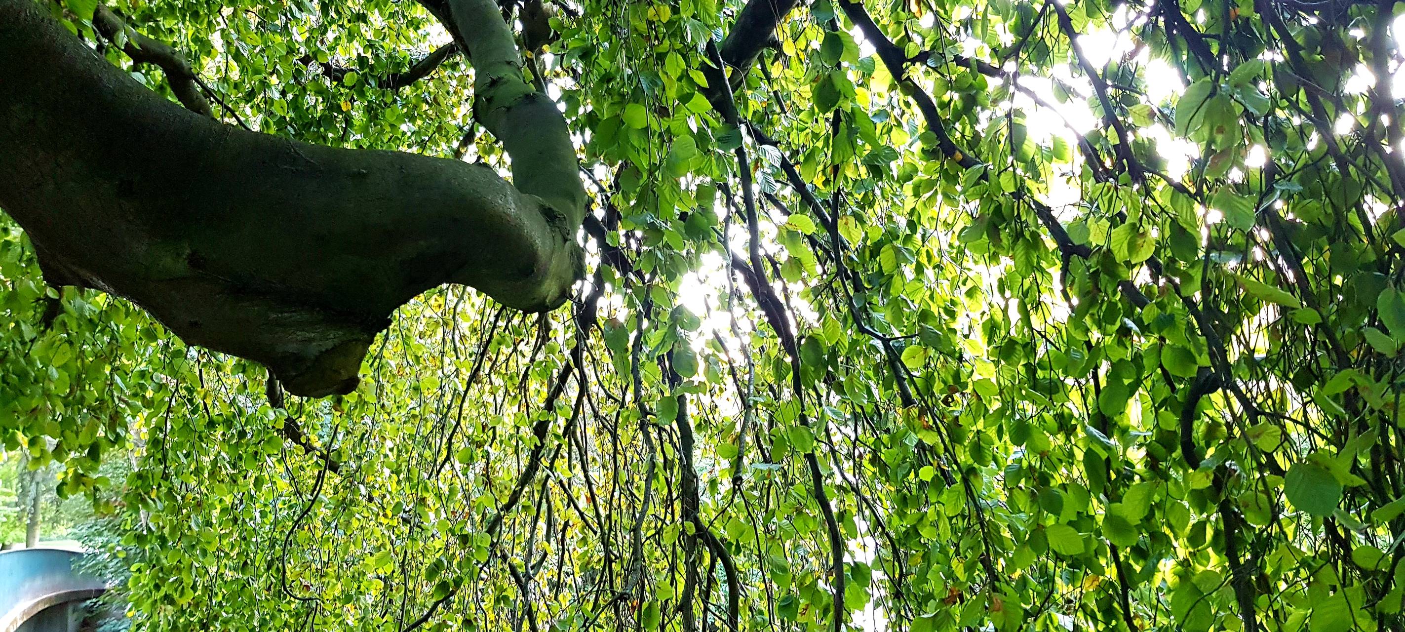 Ein Baum von unten aufgenommen