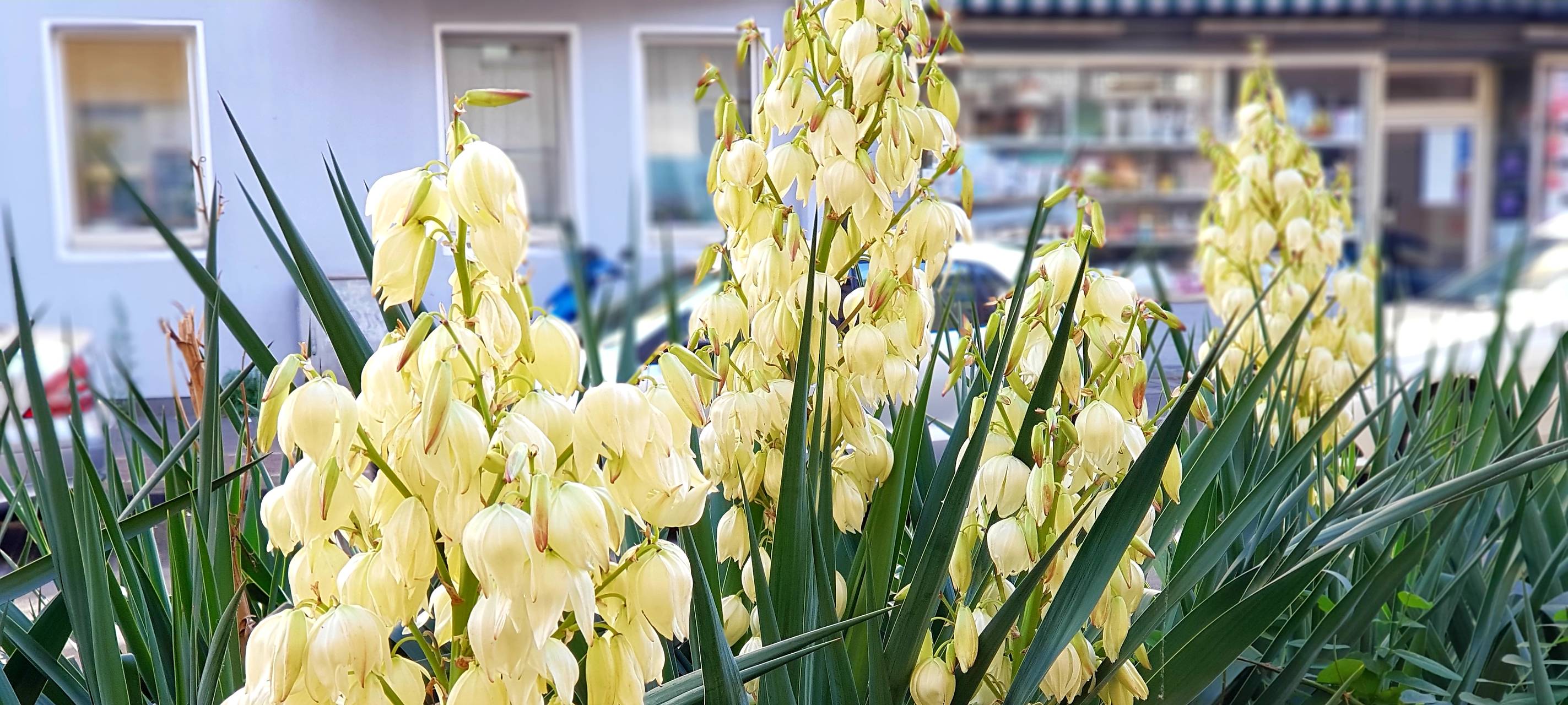 Düsseldorf wird bunter: 450 neue Blumenoasen aufgestellt
