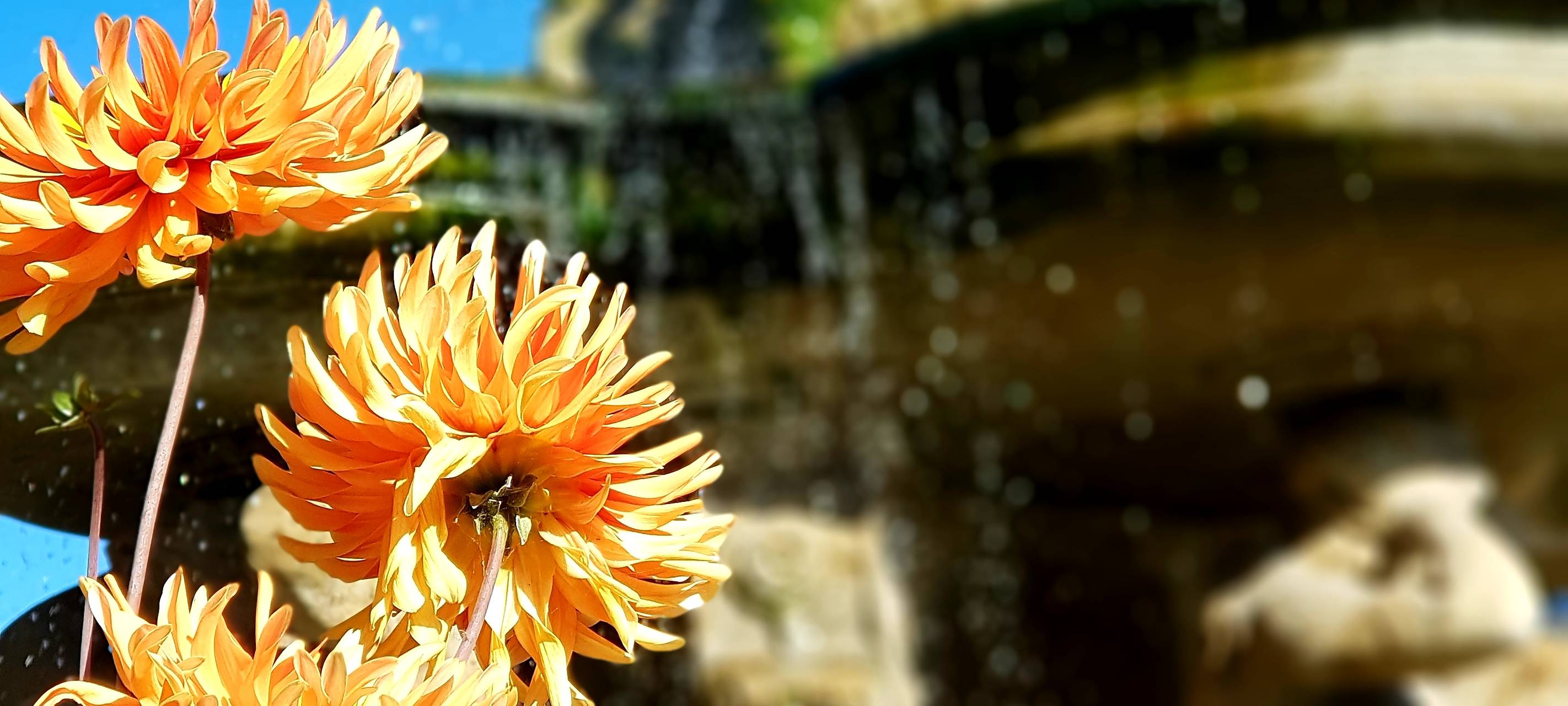 Faktencheck: Können Sonnenblumen Energie spenden?