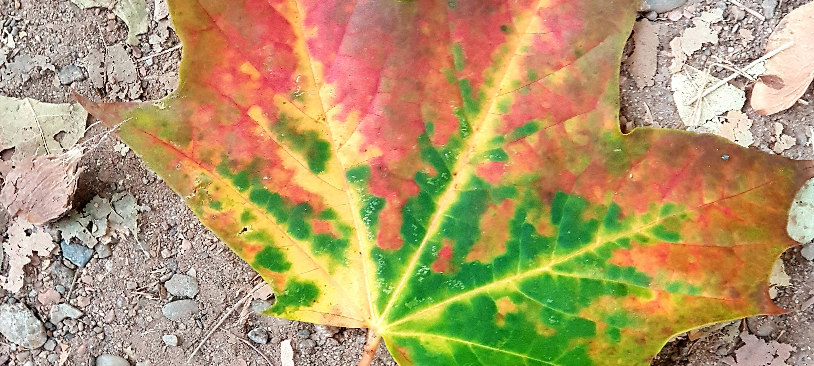 Düsseldorf: ADAC gibt Tipps zum Autofahren im Herbst