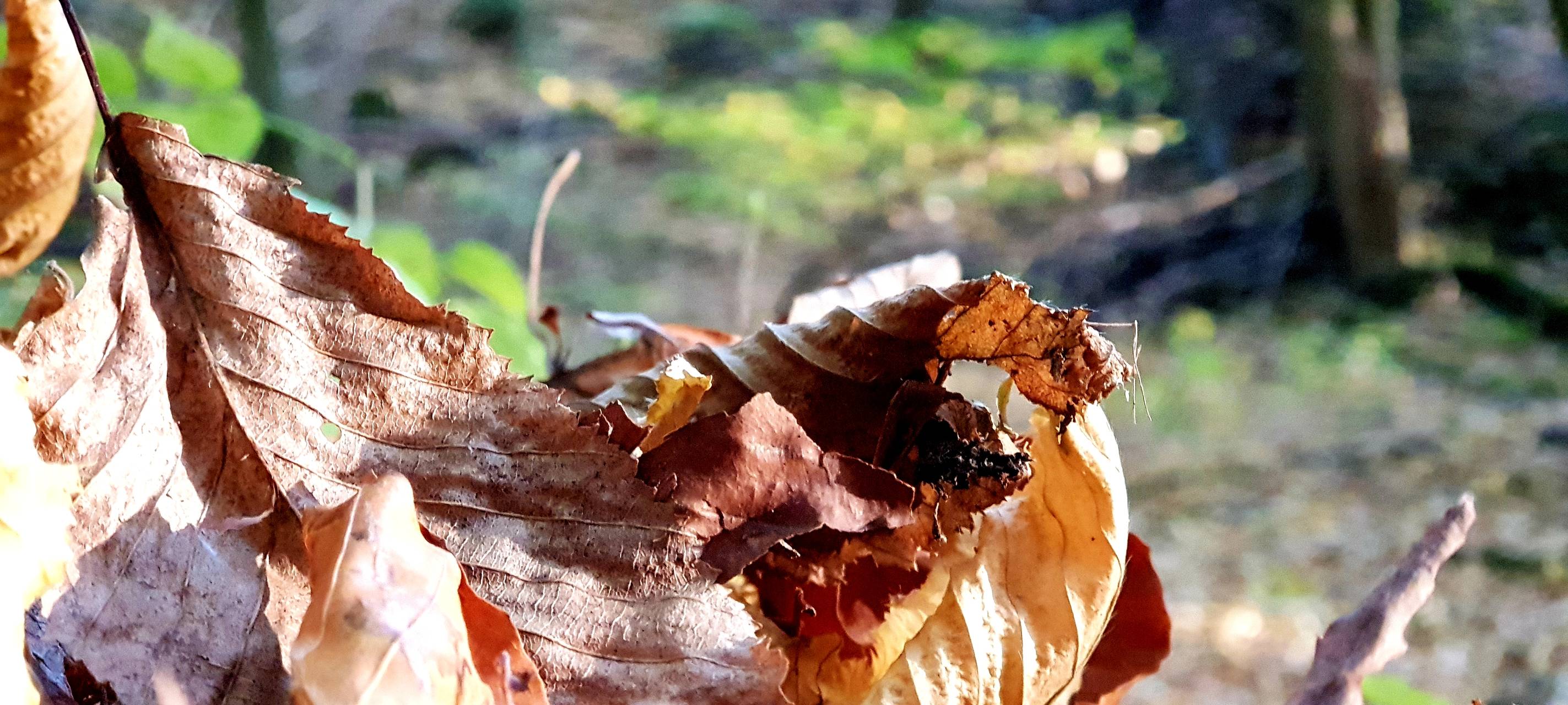 Braunes Herbstlaub, das aufgesammelt wurde.
