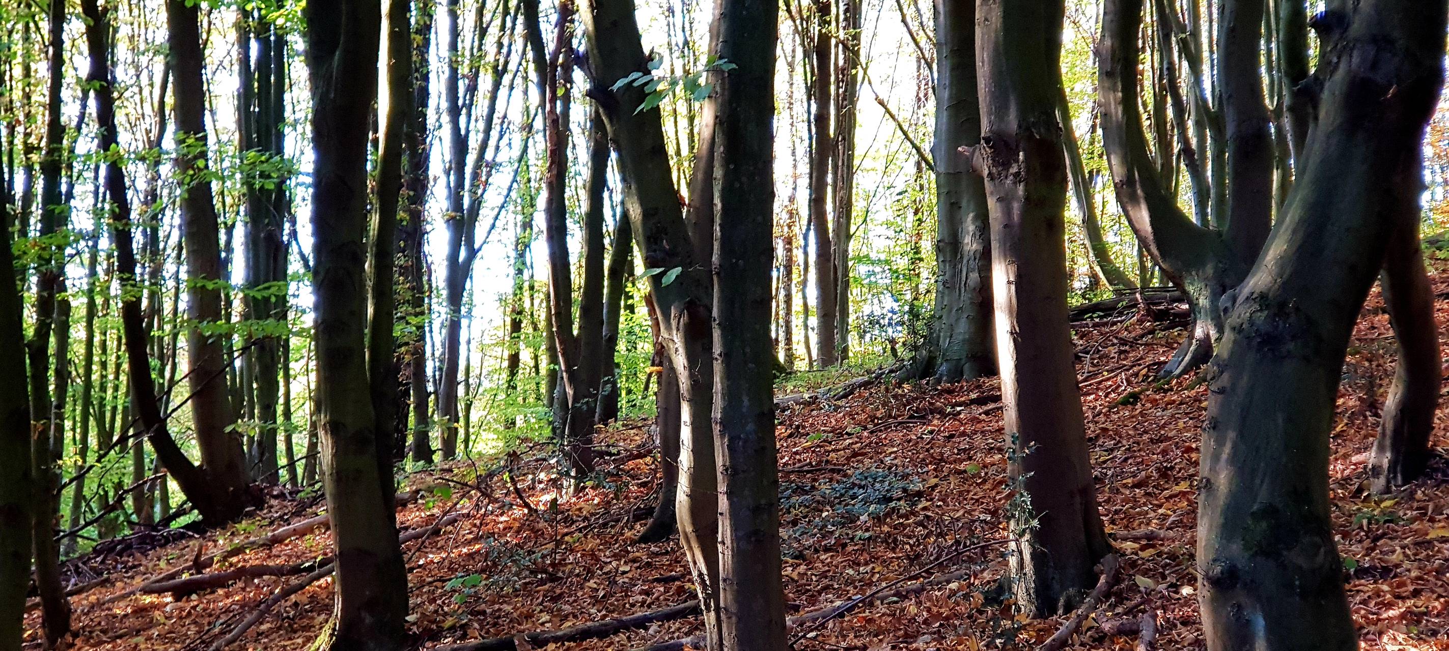 Düsseldorf: Umfrage zum Freizeitverhalten in den Wäldern