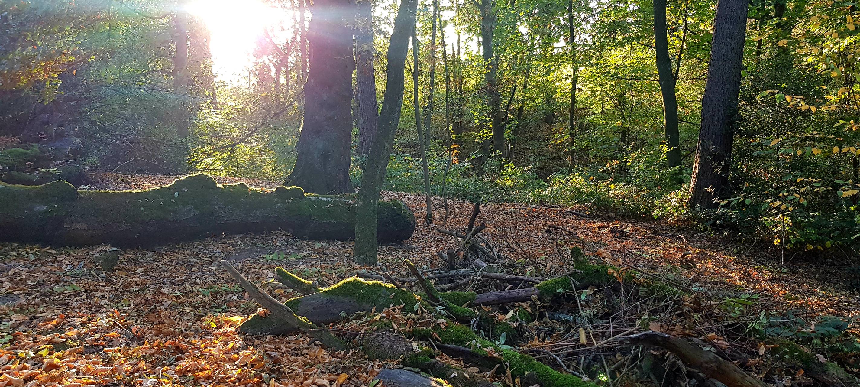 6.000 neue Bäume für Düsseldorf