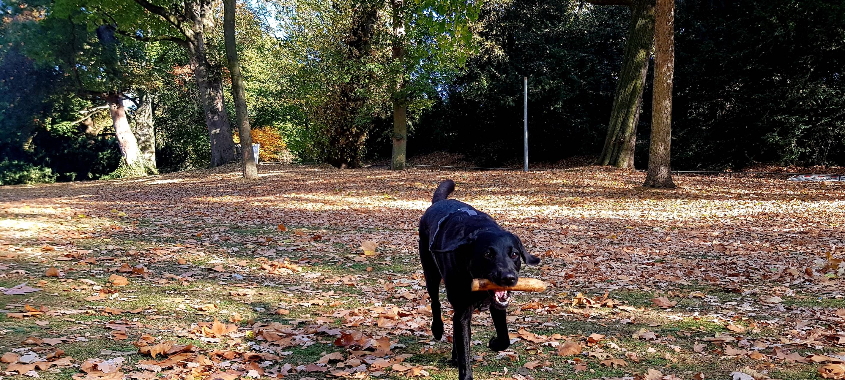 Home Office-Haustier: Düsseldorfer Tierheim sieht Trend nicht