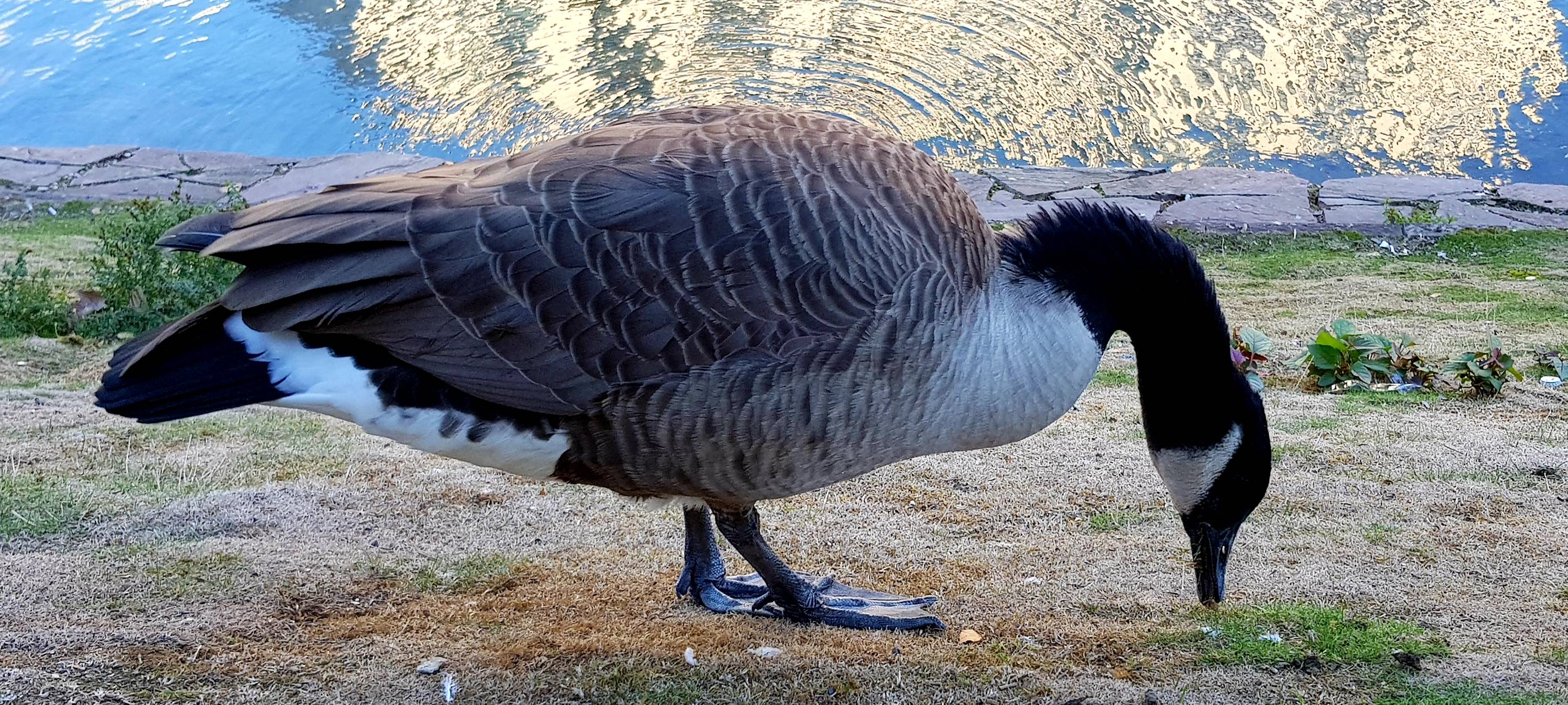 Zahl der Gänse in Düsseldorf bleibt weiter hoch