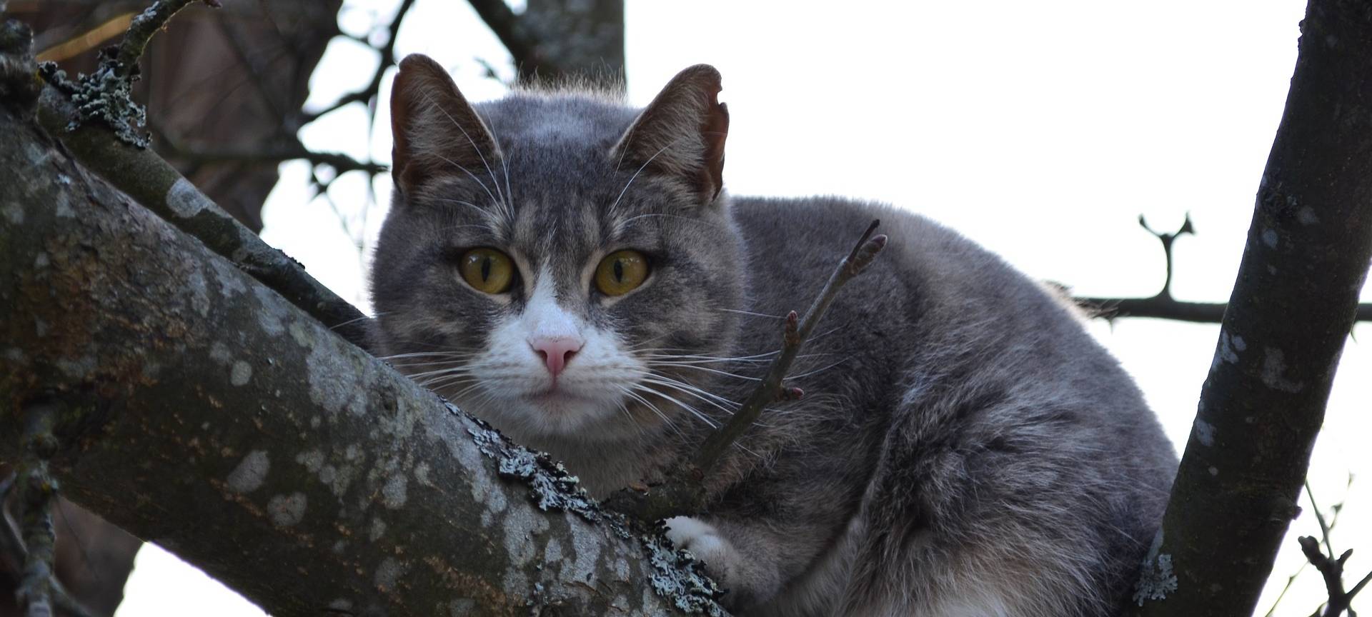 Eine graue Katze sitzt in einem Baum und schaut in die Kamera.