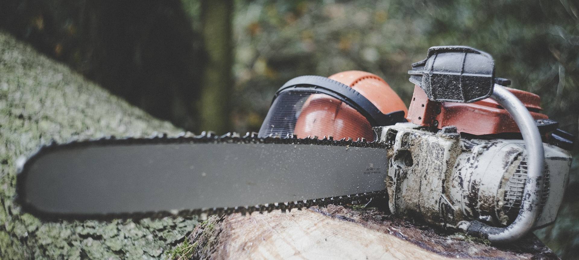Eine Kettensäge liegt auf einem schon gefällten Baum.