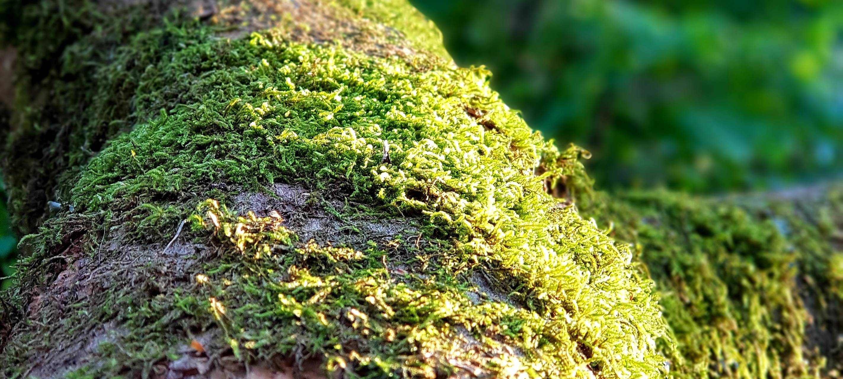 Baumstamm, bedeckt mit Moos