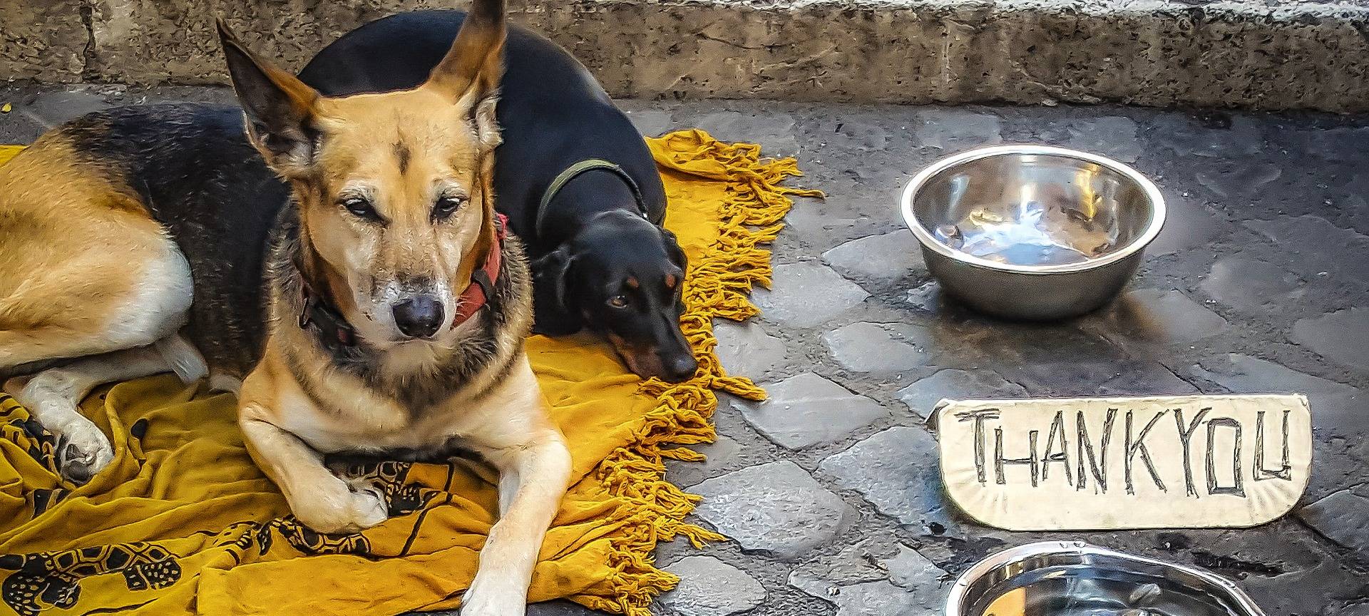 Zwei Hunde auf einer gelben Decke, Obdachlose