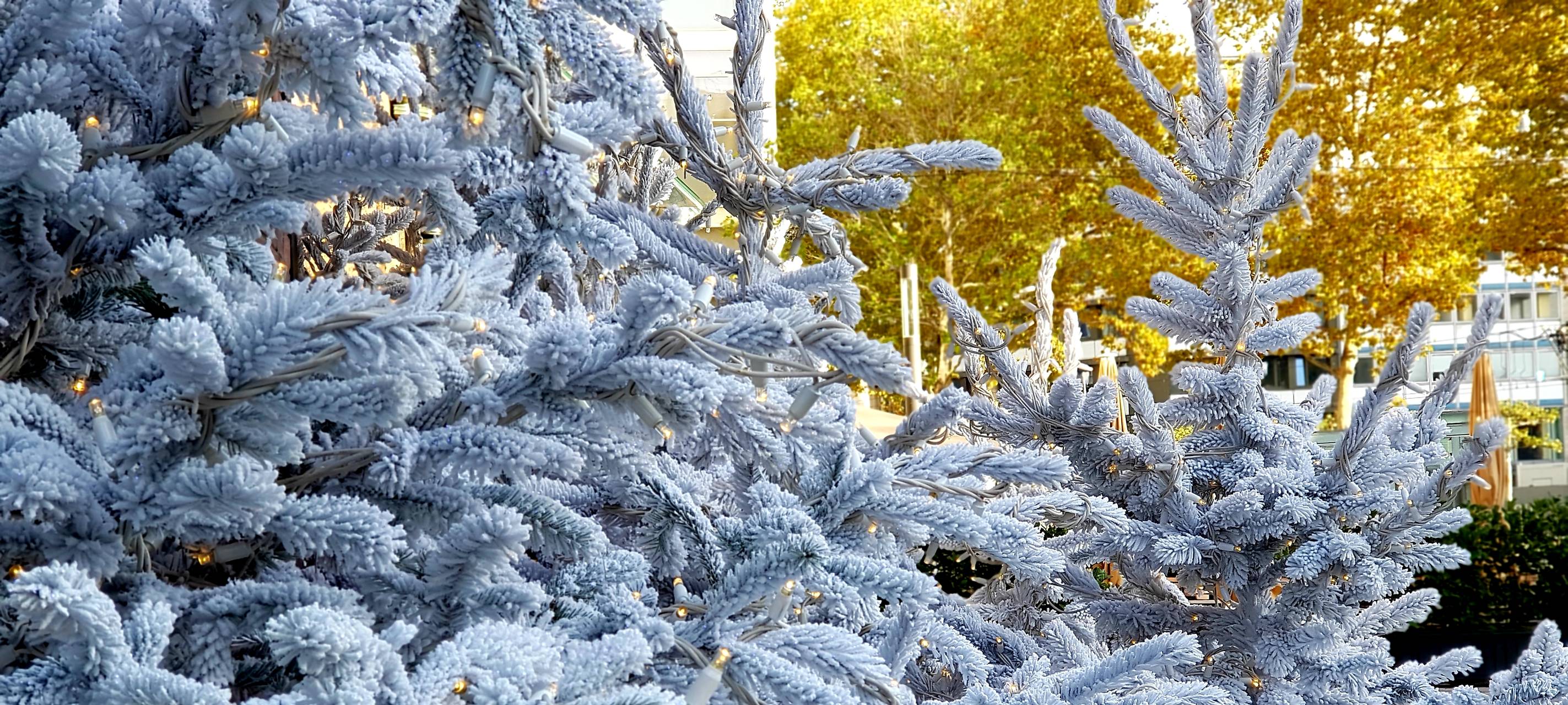 Die Ökobilanz von Weihnachtsbäumen