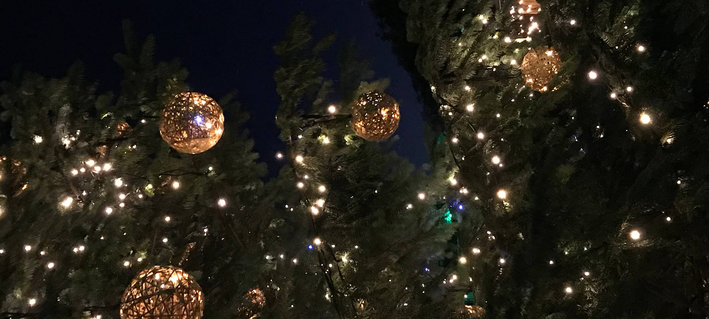 Düsseldorf: Weihnachtsbäume werden früher gekauft