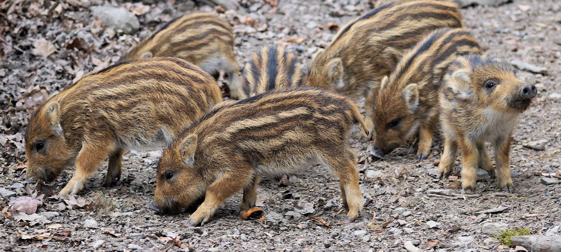 Wildtiere in Düsseldorf: das gilt es zu beachten