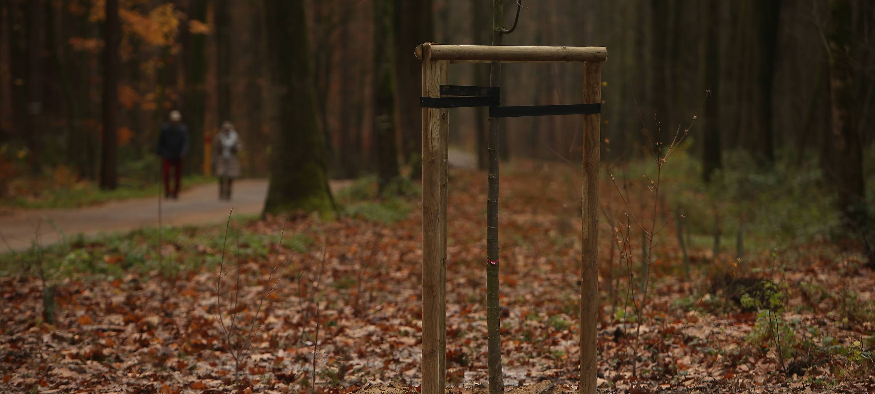 Wald-Klima-Pfad im Aaper Wald fertiggestellt