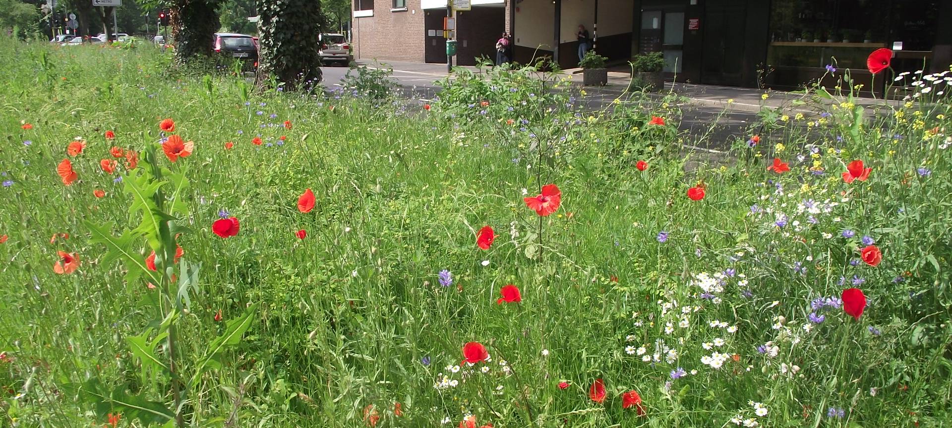 Düsseldorf: Nabu ruft zum Zählen von Schmetterlingen auf