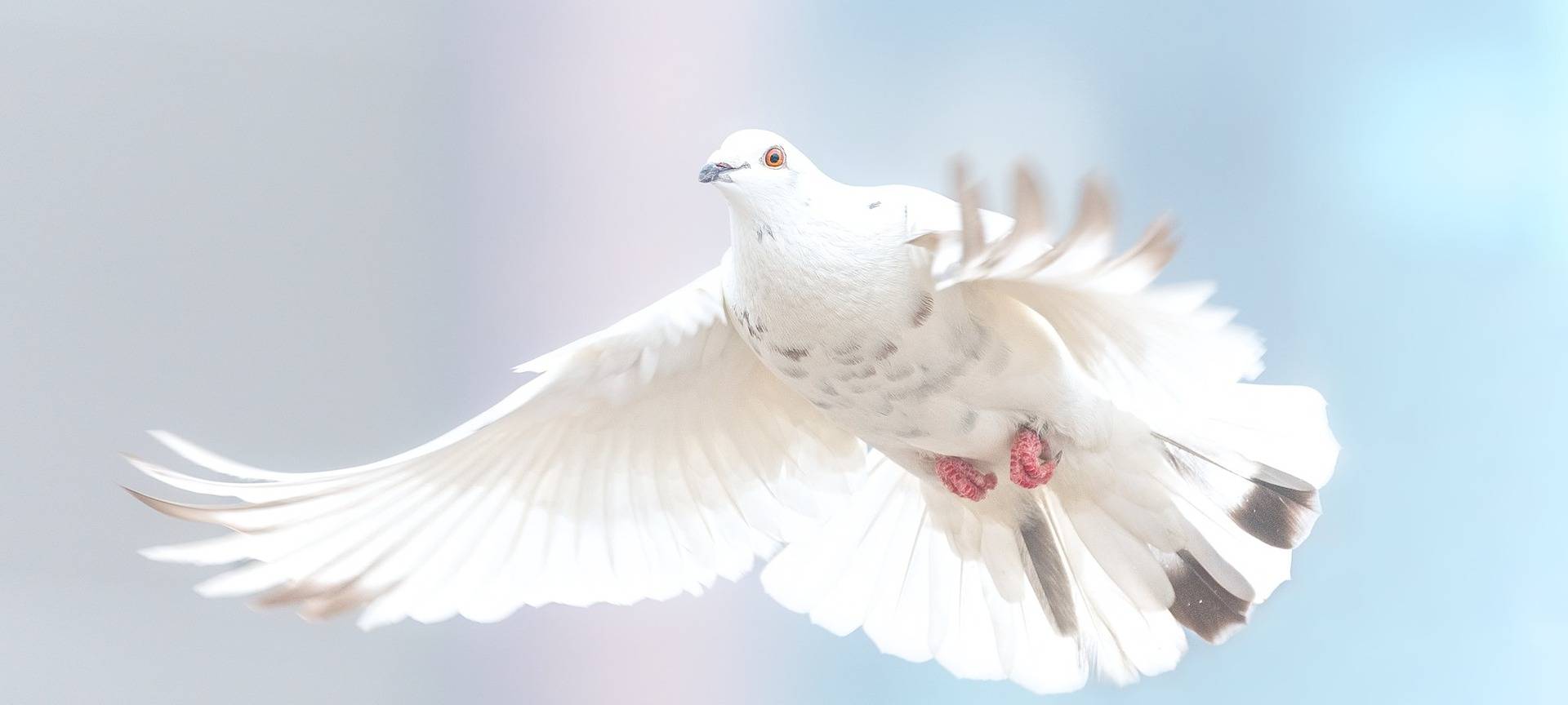 Eine Friedenstaube im Flug.