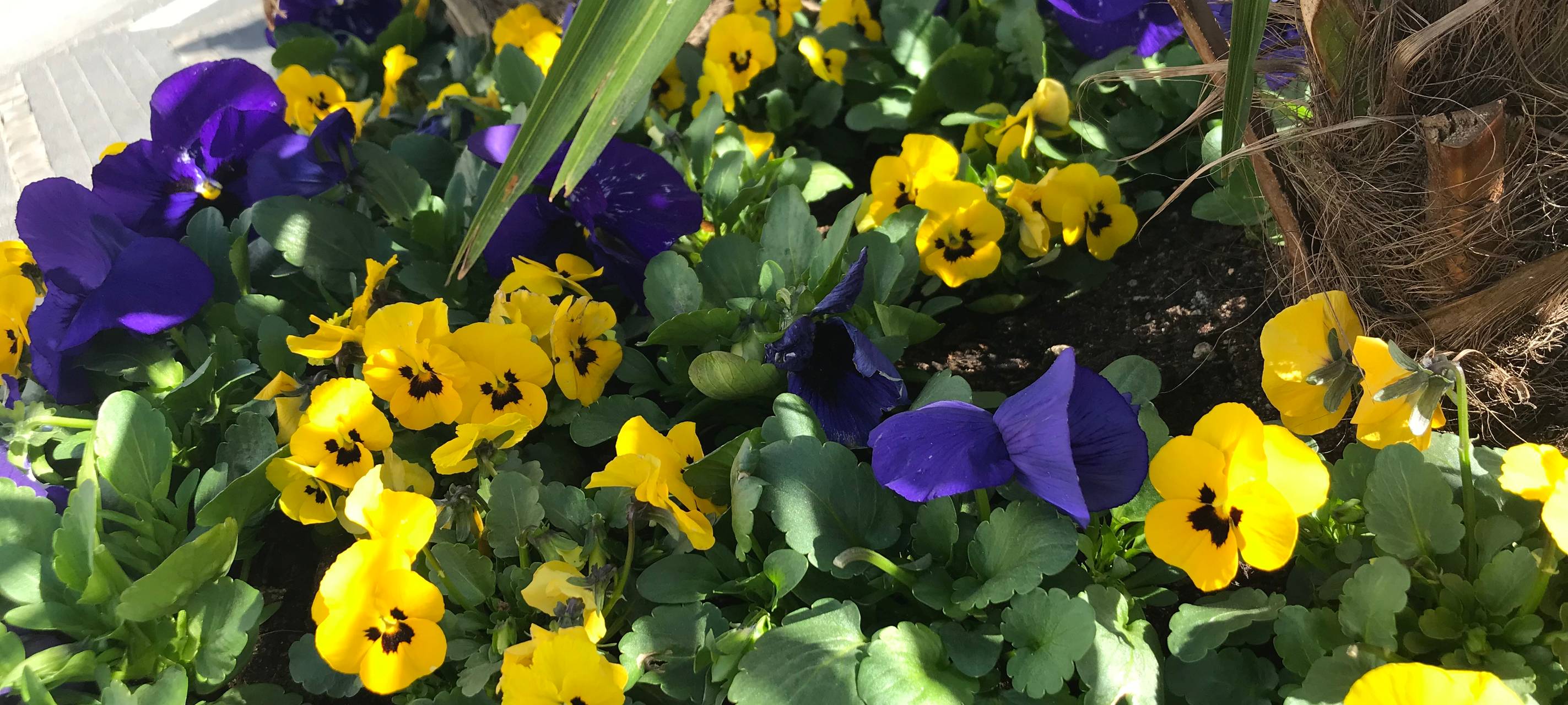 Frühling in Düsseldorf: Tipps zum Pflanzen