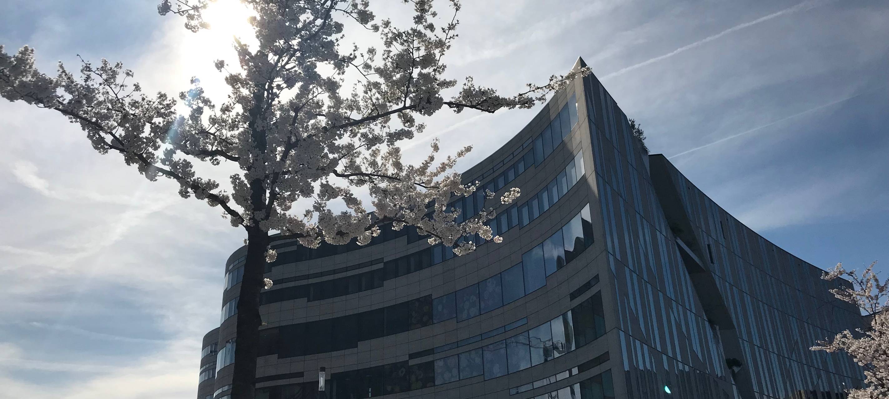 Düsseldorf: Landskrone am Kö-Bogen wird umgestaltet