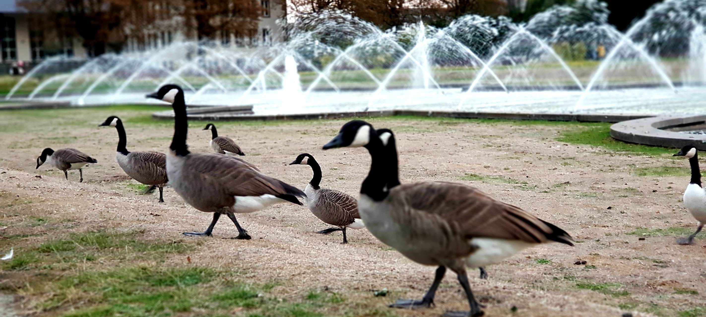 Fußgängerbrücke am Nordpark wird abgerissen