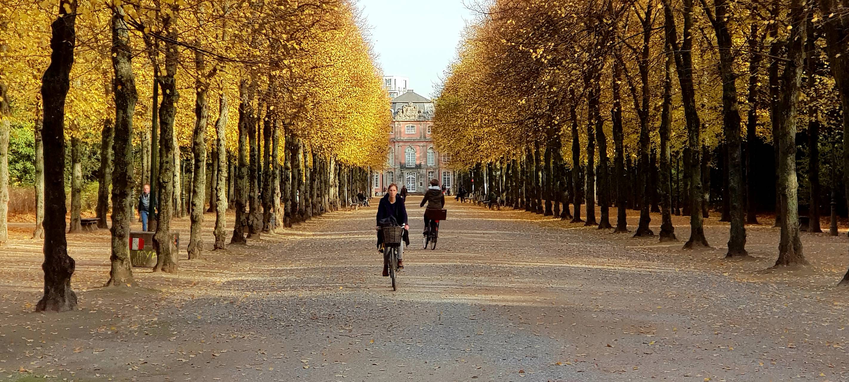 Im Hofgarten werden neue Bäume gepflanzt