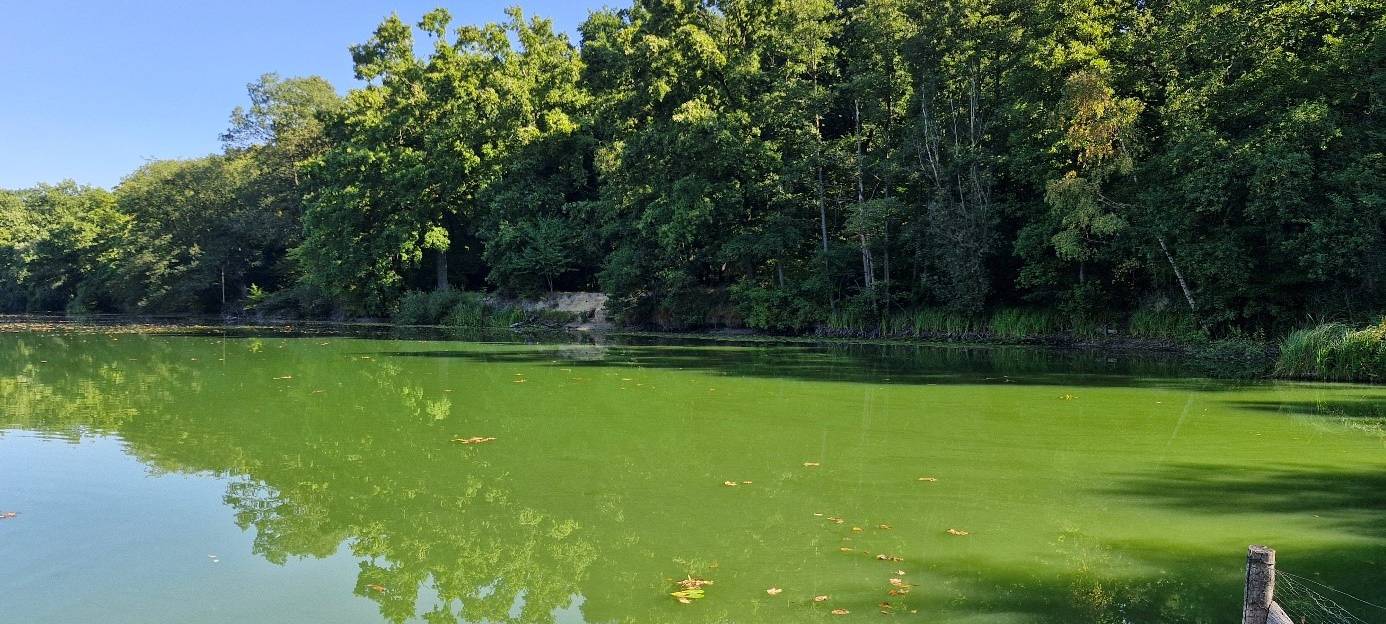 Die Wasseroberfläche des Zameksees ist fast komplett von Blaualgen bedeckt. Im Hintergrund des Sees stehen Bäume.
