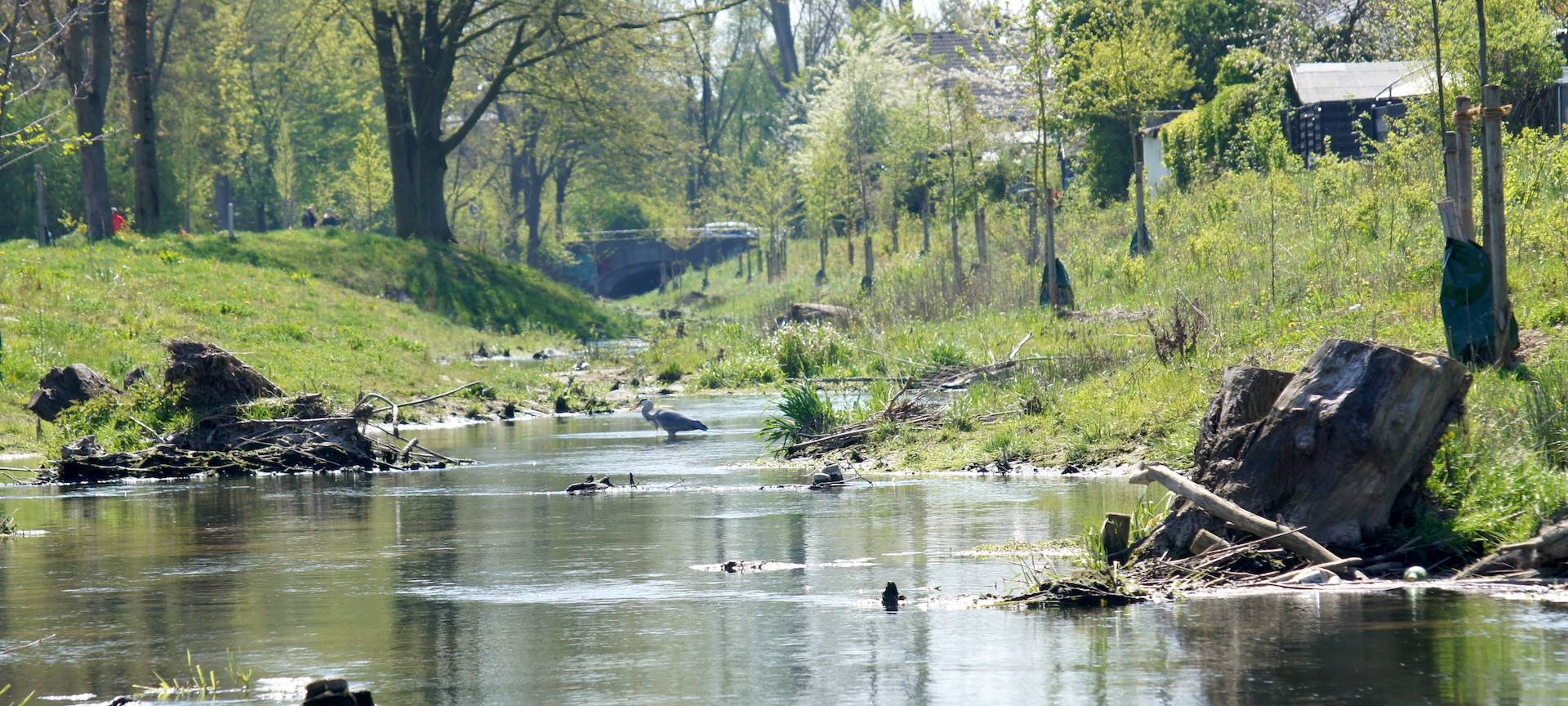 Eines der zehn Siegerfotos des Fotowettbewerbs Klimaanpassung von 2021: Bunte Tier- und Pflanzenwelt an der renaturierten Südlichen Düssel.