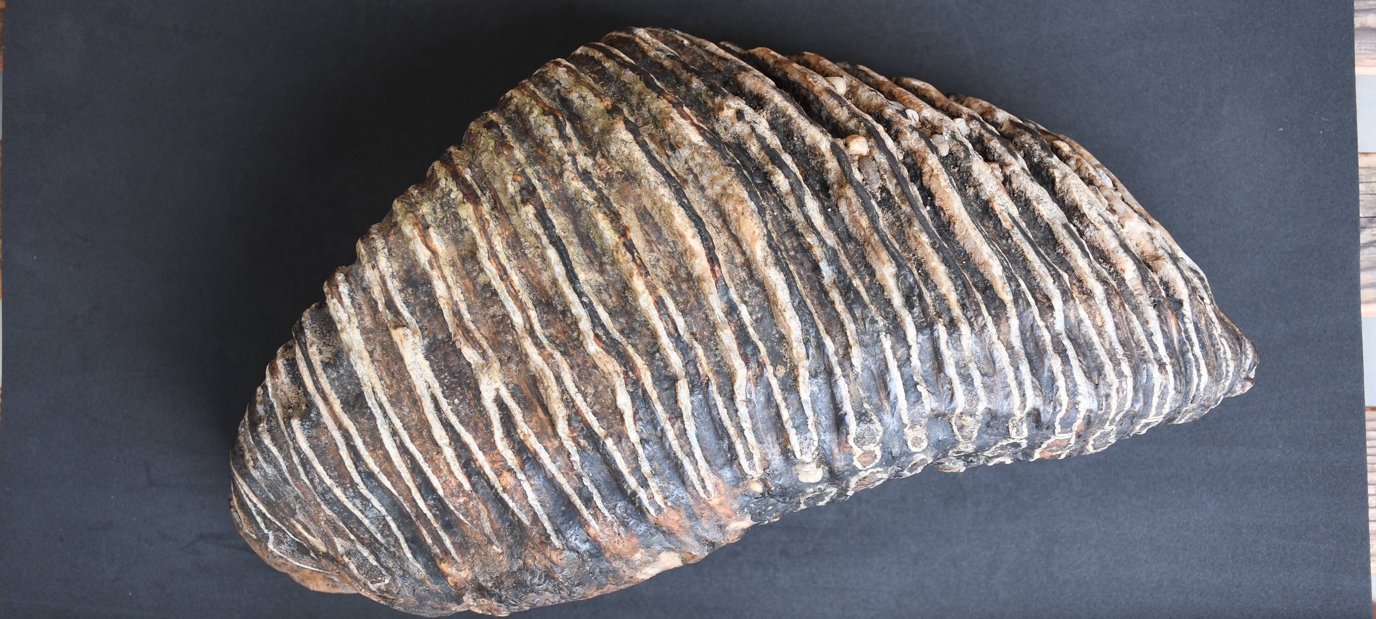 Der Backenzahn eines Mammuts wird vermessen. Er wiegt rund vier Kilogramm.