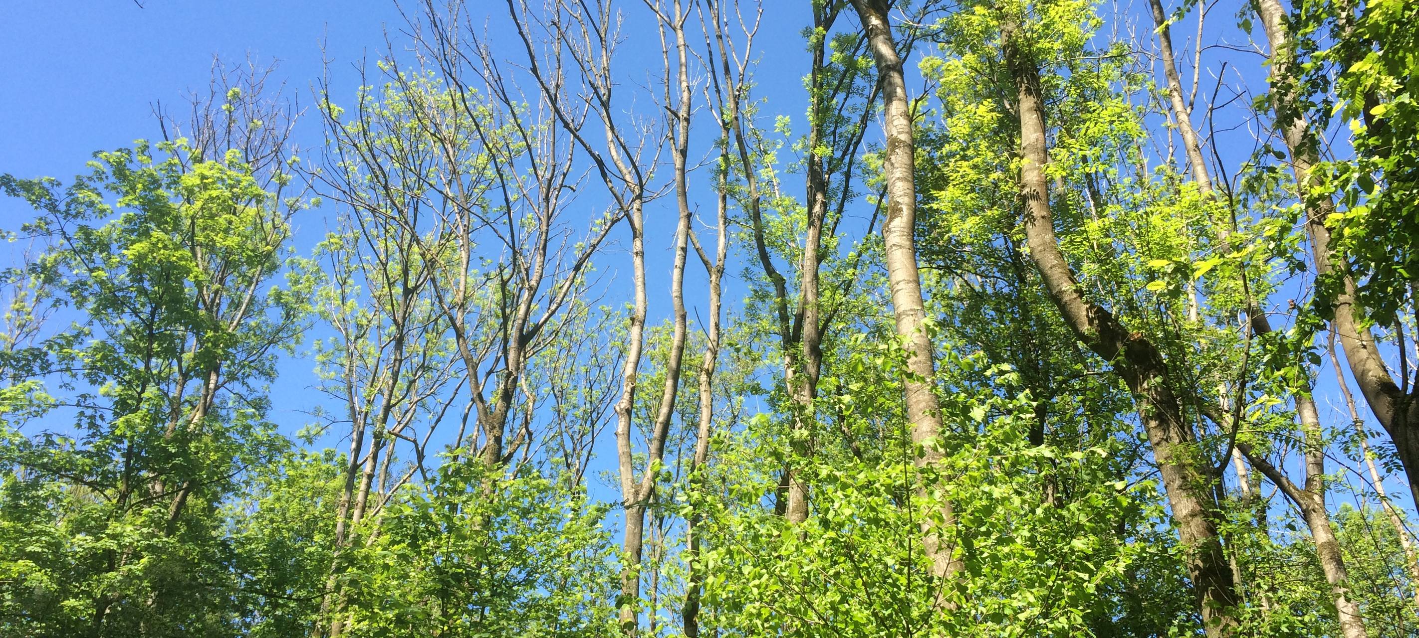 Hitze & Trockenheit: Auch Bäume können gestresst sein