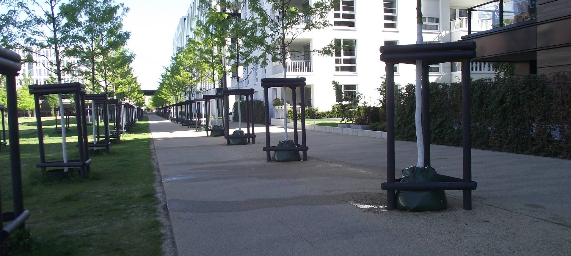 Hitze & Trockenheit: Auch Bäume können gestresst sein