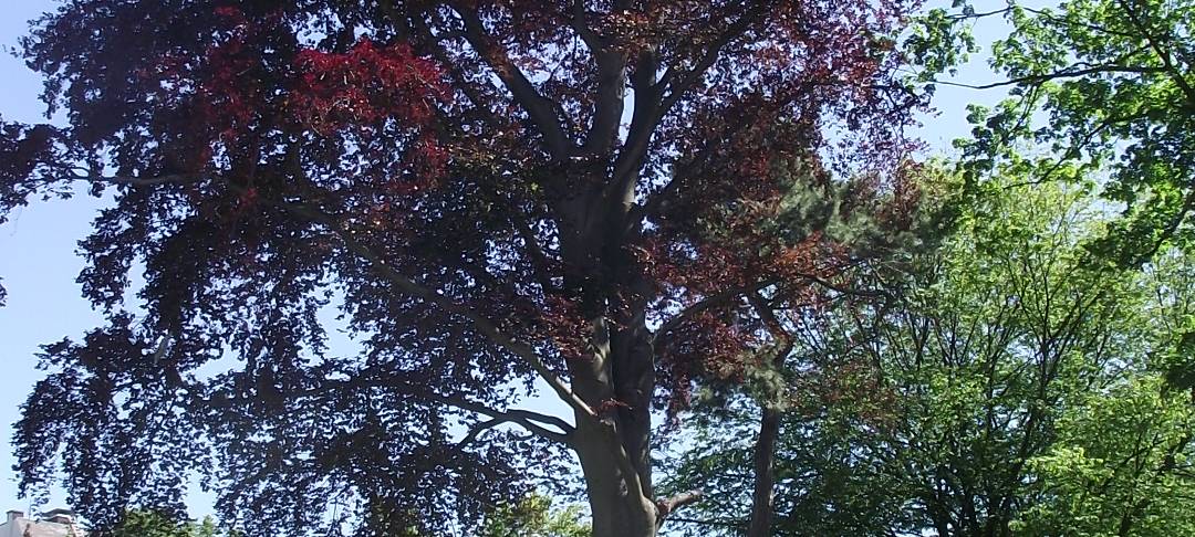 Hitze & Trockenheit: Auch Bäume können gestresst sein