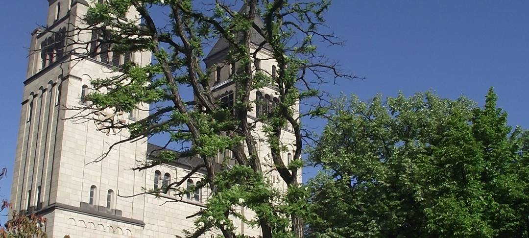 Hitze & Trockenheit: Auch Bäume können gestresst sein