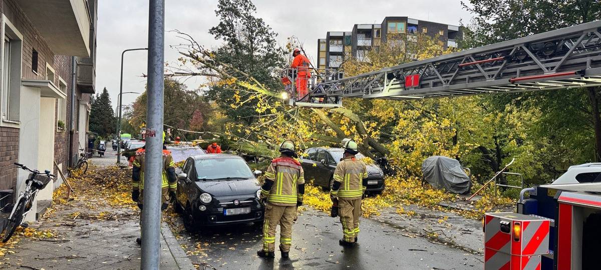 Feuerwehrleute stehen auf einer Straße, im Hintergrund ist ein 50 Meter hoher Baum, der umgekippt ist.
