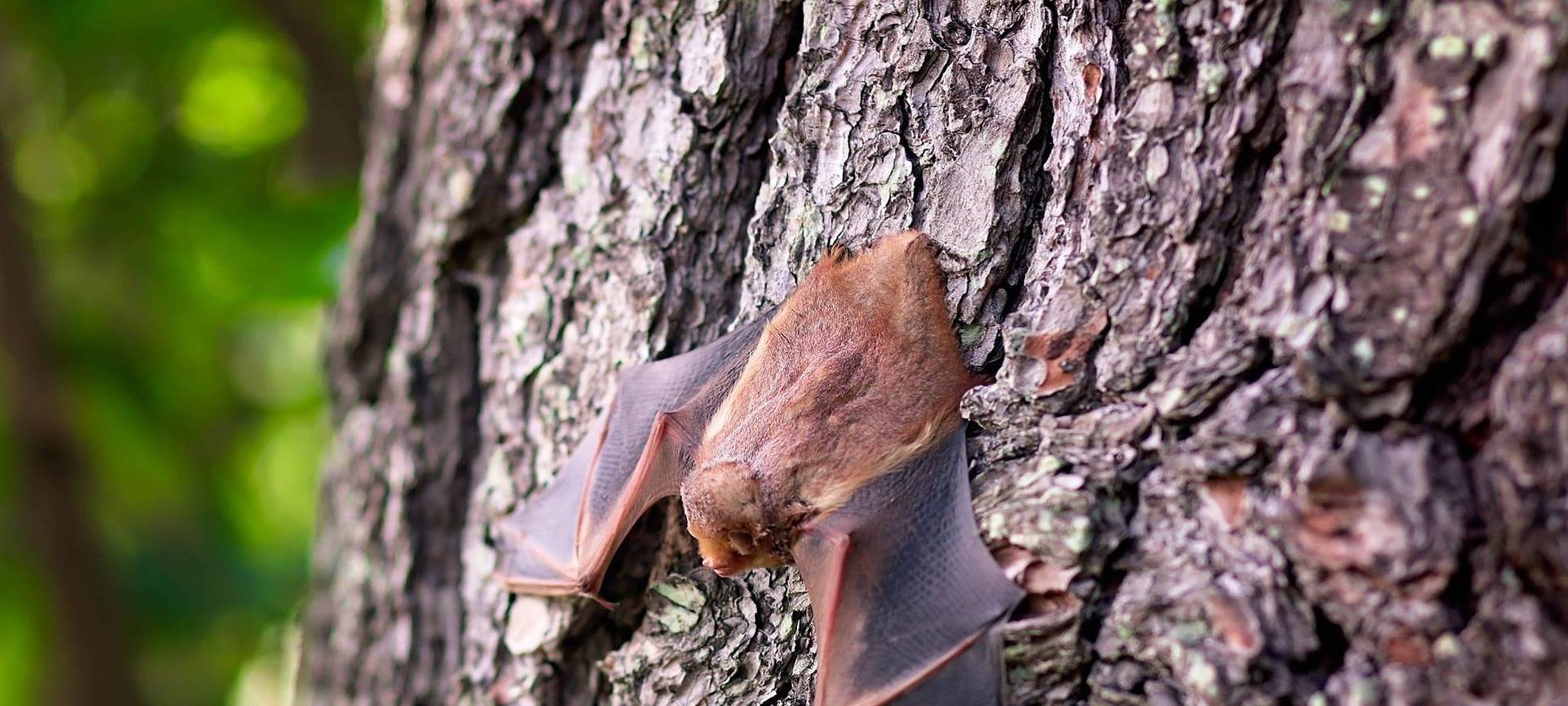 Eine Fledermaus hängt kopfüber an einem Baum.