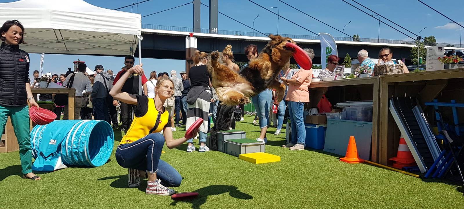 Schwimmende Hundewiese ist eröffnet