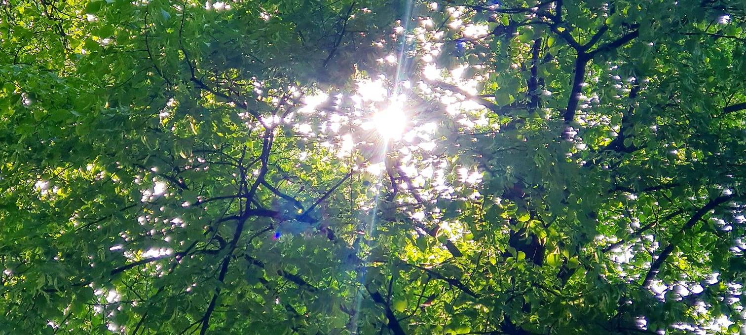 Bäume von unten, Sonne scheint durch die Blätter