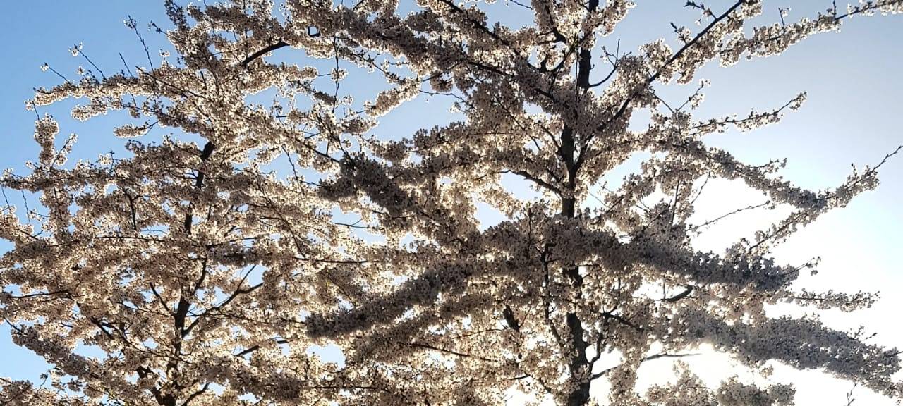 Düsseldorf - Kö-Bogen I soll grüner werden