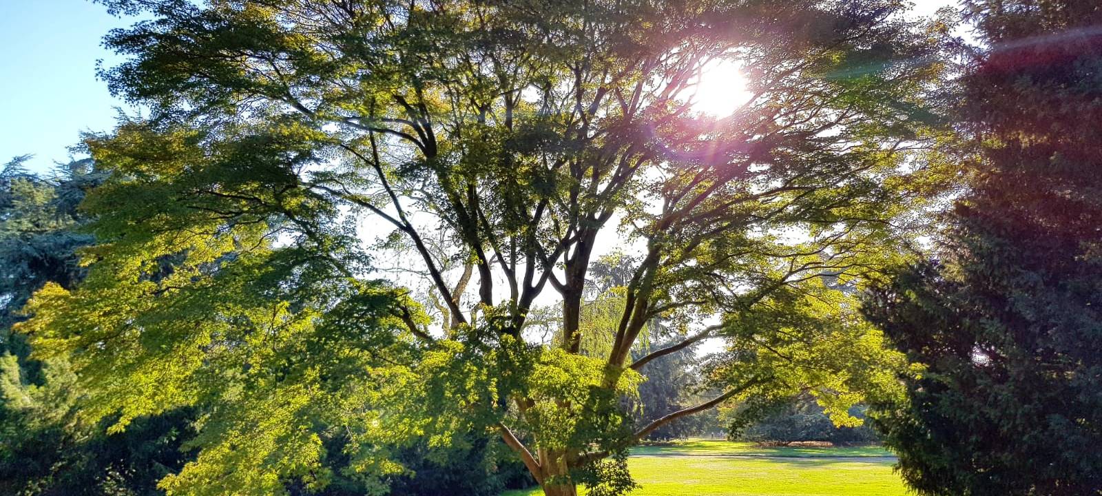 Viele Baumfällungen in Düsseldorf