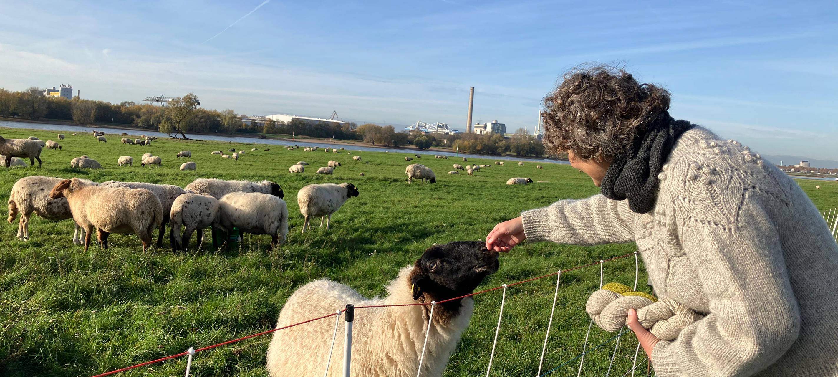 Eine Frau streichelt ein Schaf auf den Düsseldorfer Rheinwiesen
