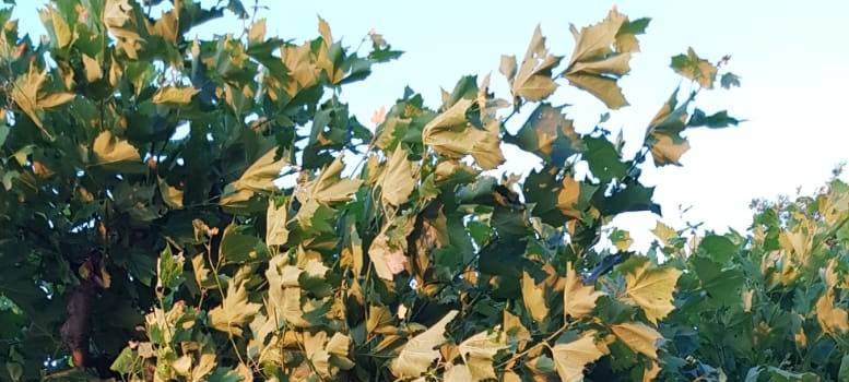 Düsseldorfer Rheinuferpromenade soll verlängert werden