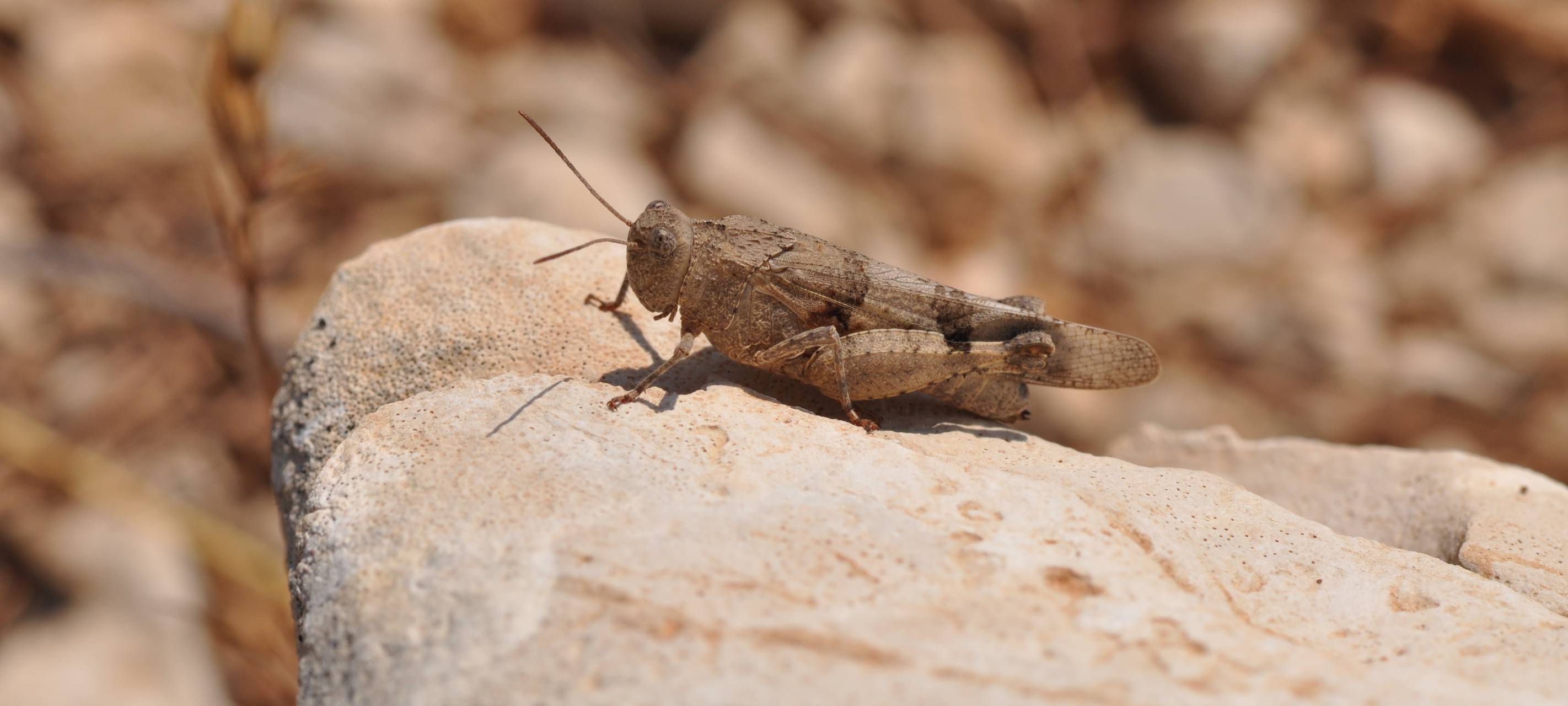 Klimawandel: Was kreucht und fleucht denn da?