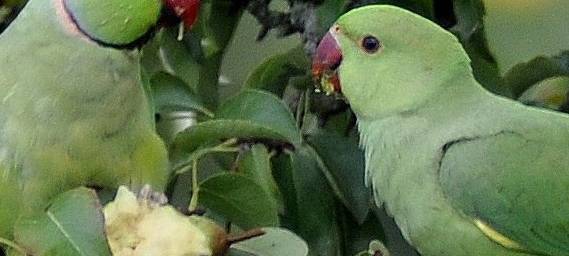 Klimawandel: Was kreucht und fleucht denn da?