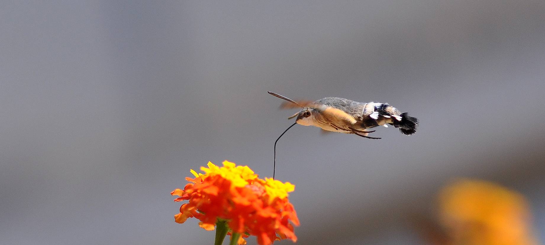 Das Bild eines Taubenschwänzchens vor einer Blume